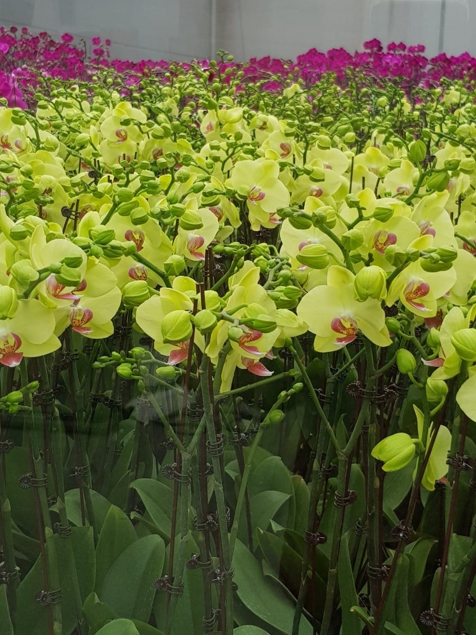 Hoa Lan Đà Lạt